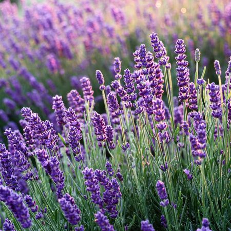 Hidcote Blue-Strain, Lavender Seeds - 1,000 Seeds image number null